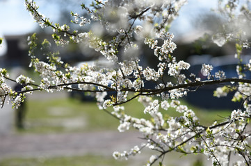 flowering tree in spring