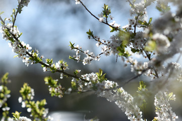 flowering tree in spring