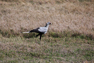 Serengeti, Safari, Tanzania, Kenya