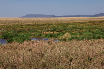 Serengeti, Safari, Tanzania, Kenya