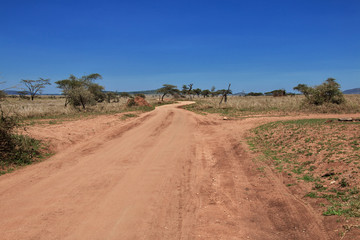 Serengeti, Safari, Tanzania, Kenya