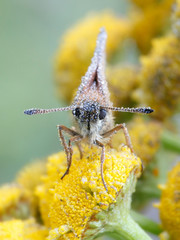 Thymelicus lineola, known as the Essex skipper butterfly, resting on Tansy, Tanacetum vulgare