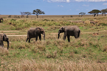 Fototapeta na wymiar Serengeti, Safari, Tanzania, Kenya
