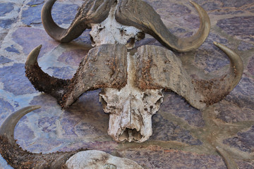 Serengeti, Safari, Tanzania, Kenya