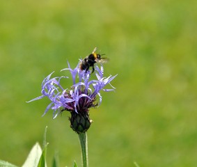 Berg-Flockenblume