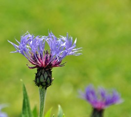 Berg-Flockenblume
