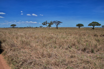 Serengeti, Safari, Tanzania, Kenya