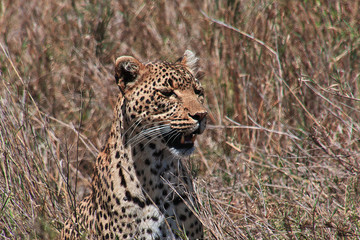 Fototapeta na wymiar Serengeti, Safari, Tanzania, Kenya