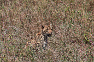 Serengeti, Safari, Tanzania, Kenya