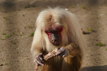 Stump-tailed macaque (Macaca arctoides) eating raw meat from bone