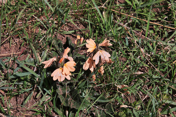 Serengeti, Safari, Tanzania, Kenya