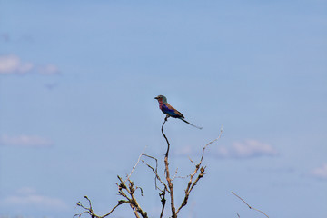 Obraz premium Serengeti, Safari, Tanzania, Kenya