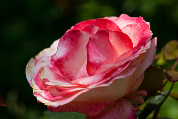 close-up pink bloom of rose flower in sunshine