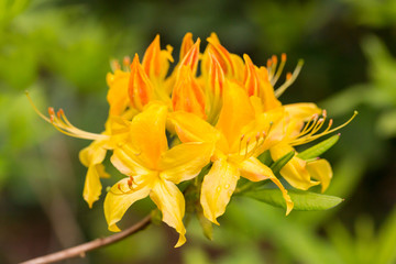 group of yellow rhododendron florescense
