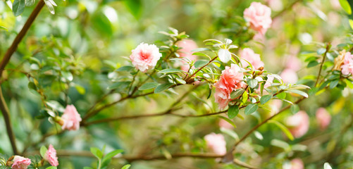 Rose pink bush. Spring light green sunny leaves background