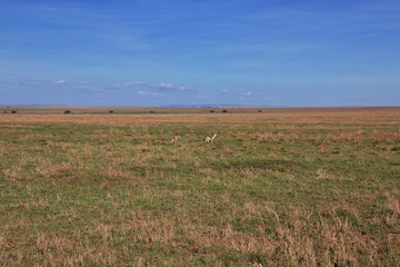 Obraz premium Serengeti, Safari, Tanzania, Kenya