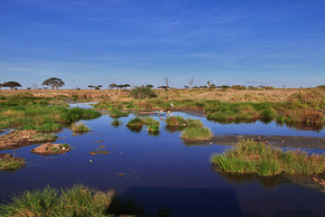 Serengeti, Safari, Tanzania, Kenya