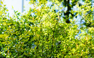 Green leaves texture. Fresh spring tropical leaves background