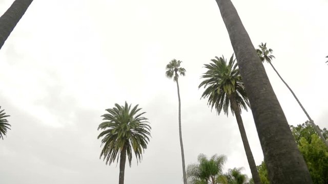Sweeping wide shot of row of palm trees on a street in Beverly Hills
