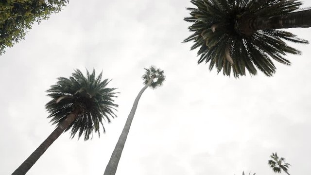 Sweeping wide shot of california palm trees in Beverly Hills