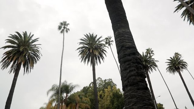 Sweeping wide shot of California palm trees looking up