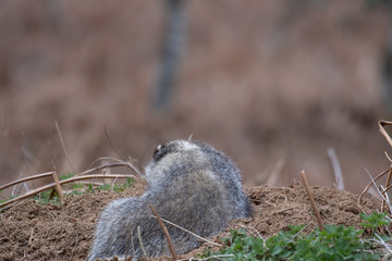 European Badger, Meles meles, close up portrait taken on an cold April evening in pine woodland in Scotland.  © Paul