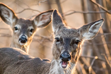 White Tailed Deer, Odocoileus virginianus, foraging in beautiful light at dusk, makes funny face