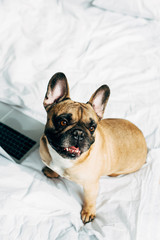 overhead view of cute french bulldog near laptop on white bedding at home