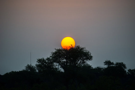 Sunset Over Trees In Africa © Gray