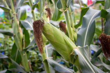fresh corn in field