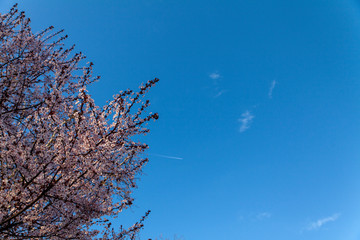 Spring cherry blossoms in Belgrade with clear blue sky
