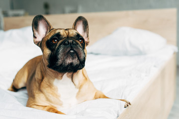 cute purebred french bulldog lying on white bedding at home