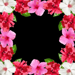 Beautiful floral background of hibiscus. Isolated
