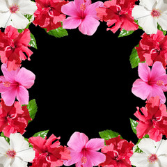 Beautiful floral background of hibiscus. Isolated