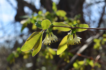 Honeysuckle. Flowers and young leaves in spring garden.