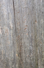 Grayish Old Wood Texture  