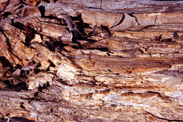 Old weathered tree trunk with dry leaf, top view natural organic background