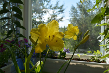 Yellow flowers of daylily and other plants in containers. Beautiful garden on the balcony with view on forest.