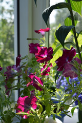 Fototapeta na wymiar Beautiful petunia flowers. Colorful blooming plants in garden on the balcony.