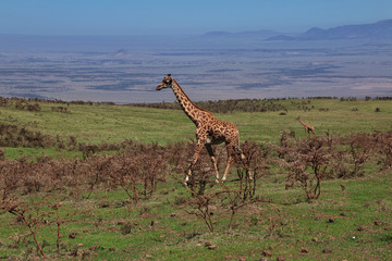 Ngorongoro, Safari, Tanzania