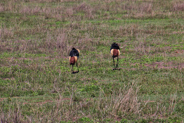 Ngorongoro, Safari, Tanzania