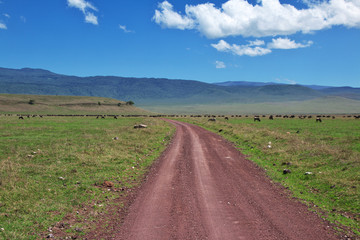 Fototapeta na wymiar Ngorongoro, Safari, Tanzania