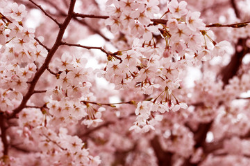 Sakura branches against the blue sky. Spring background