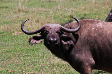 Ngorongoro, Safari, Tanzania
