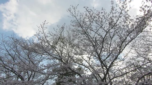 Sky and cherry trees