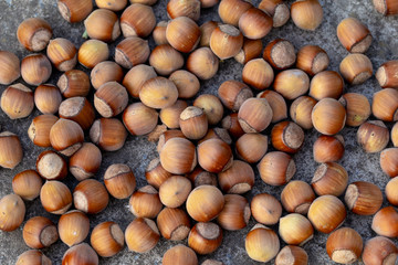 Many hazelnuts isolated on grey background. Horizontal color photography.