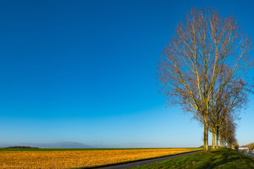 Obraz premium A field waiting to be plowed, lined by trees in Vlanders, Belgium