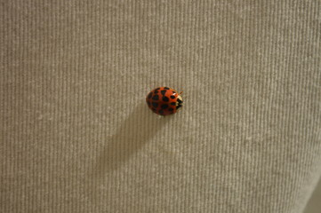 ナミテントウ　Harmonia axyridis