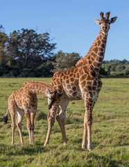 Naklejka na ściany i meble Young and friendly giraffes in South Africa