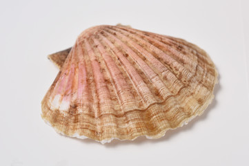 scallop shell in closeup on white background
